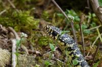 Hierophis viridiflavus