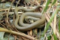 Hierophis viridiflavus