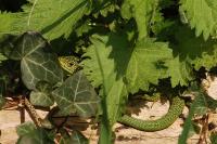 Lacerta bilineata