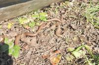 Anguis fragilis