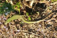 Lacerta bilineata