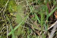 Lacerta bilineata