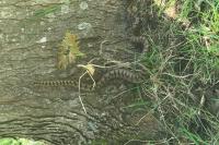 Vipera aspis