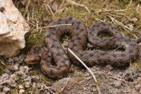 Vipera aspis