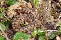 Vipera aspis