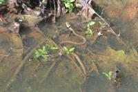 Natrix helvetica