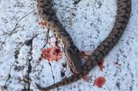 Vipera aspis