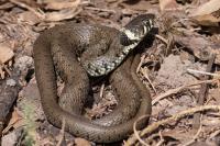 Natrix helvetica