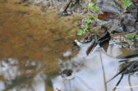 Natrix helvetica