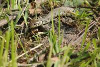Natrix helvetica