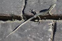 Podarcis muralis
