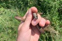 Anguis fragilis