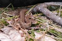 Vipera aspis