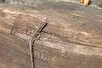 Podarcis muralis