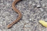 Vipera aspis