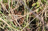 Vipera aspis