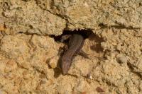 Podarcis muralis