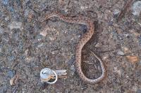 Vipera aspis