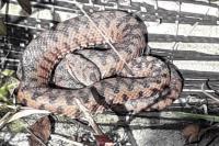 Vipera aspis
