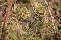 Natrix helvetica