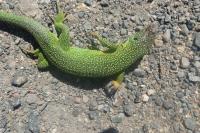 Lacerta bilineata