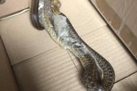 Zamenis longissimus