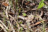 Anguis fragilis