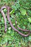Zamenis longissimus
