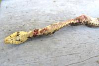 Zamenis longissimus