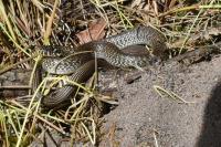 Hierophis viridiflavus