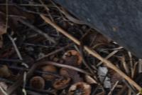 Anguis fragilis