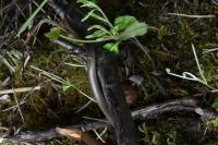 Anguis fragilis