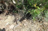 Vipera aspis