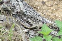 Podarcis muralis