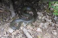 Hierophis viridiflavus