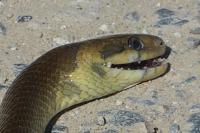 Zamenis longissimus