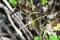 Zamenis longissimus