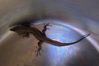 Podarcis muralis