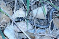 Hierophis viridiflavus