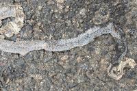 Vipera aspis