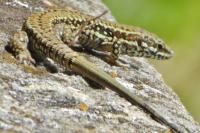 Podarcis muralis