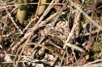 Vipera aspis