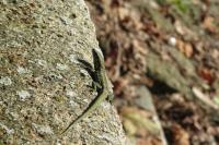 Podarcis muralis