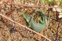 Lacerta bilineata