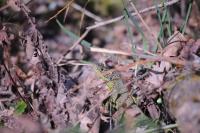 Lacerta bilineata
