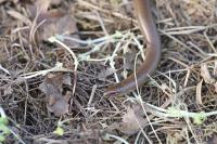 Anguis fragilis
