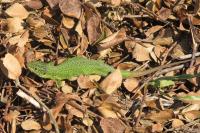 Lacerta bilineata