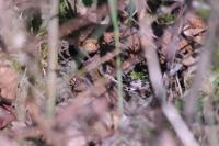 Vipera aspis