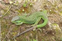 Lacerta bilineata