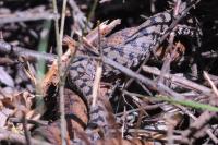 Vipera aspis